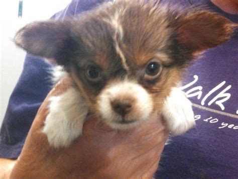 Male Toy poodle puppy · Hutchinson · 11/20 pic. . Kansas pets craigslist